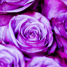 哪买不会翻车的轰炸电话软件免费版在线轰炸